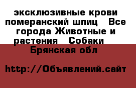 эксклюзивные крови-померанский шпиц - Все города Животные и растения » Собаки   . Брянская обл.